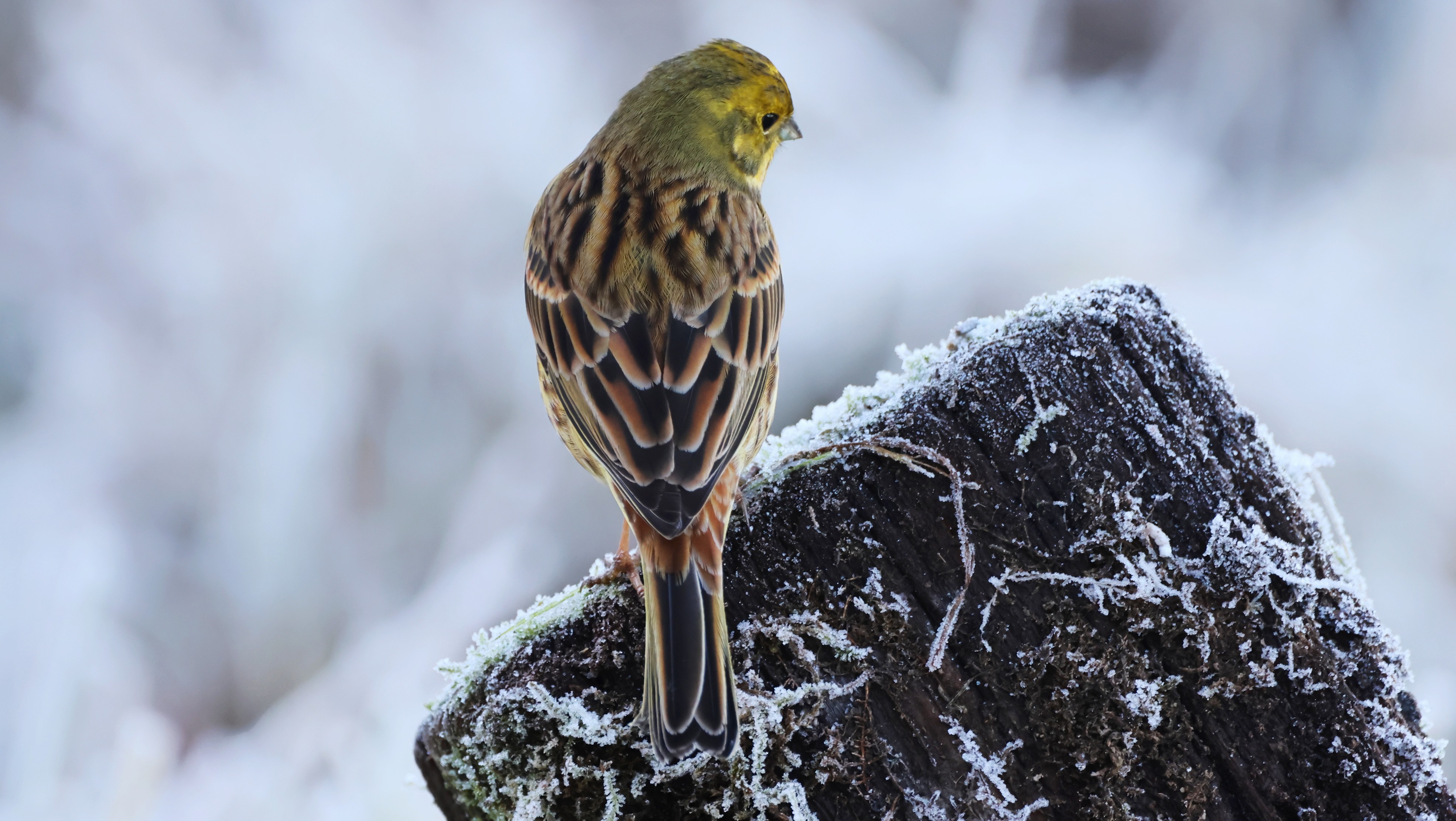 15f6718c6-f074-4162-880d-46e5e81ad00d.jpg 15f6718c6-f074-4162-880d-46e5e81ad00d.jpg