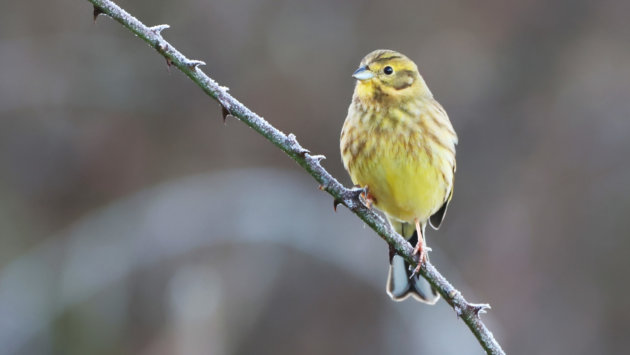 16dab556-e833-4866-a469-019a591c8106.jpg 16dab556-e833-4866-a469-019a591c8106.jpg