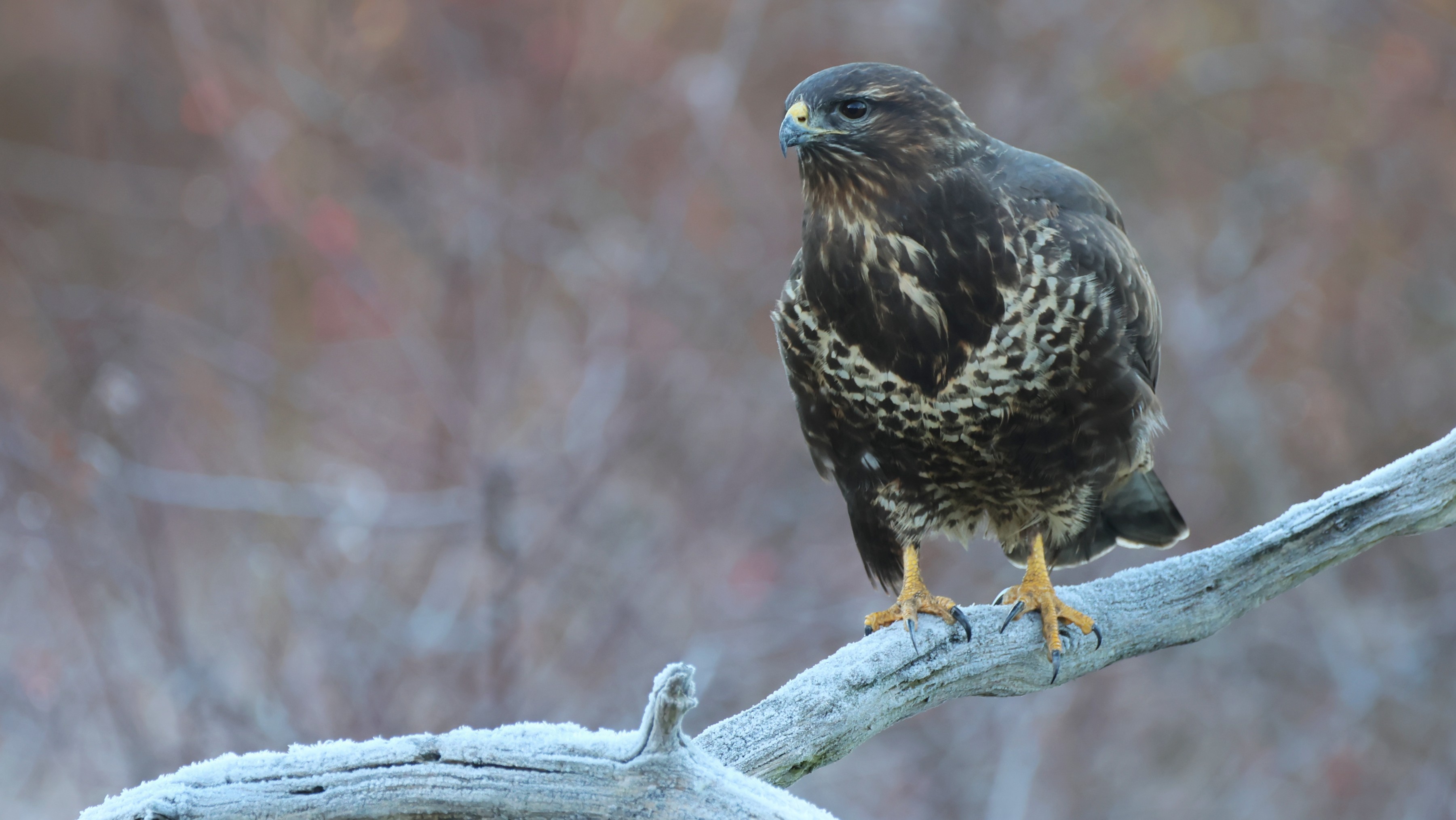 63fe5eb7-9119-430d-8797-4f74eb45cadf.jpg 63fe5eb7-9119-430d-8797-4f74eb45cadf.jpg