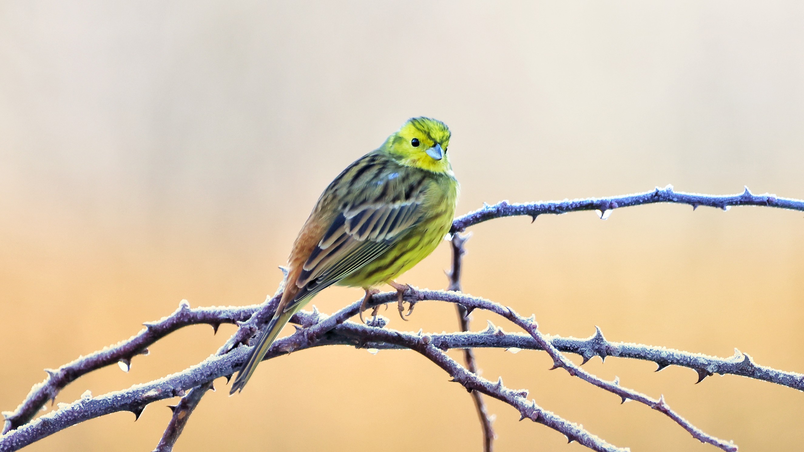 6d804fe0-c52d-439f-b935-e3497a51cd0b.jpg 6d804fe0-c52d-439f-b935-e3497a51cd0b.jpg