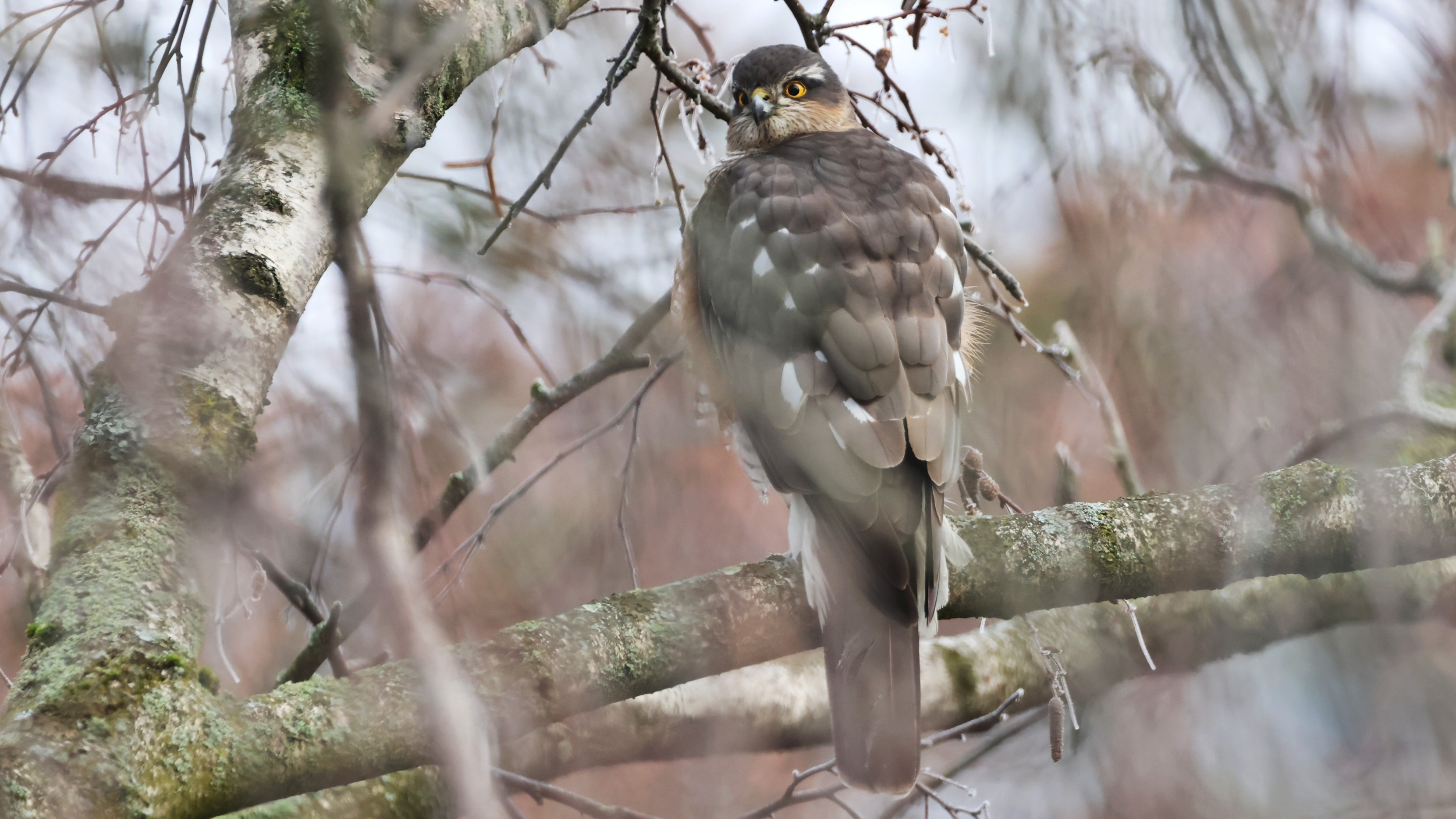 c449d6cf2-63e2-4c19-a77f-cfa484d31ad6.jpg c449d6cf2-63e2-4c19-a77f-cfa484d31ad6.jpg