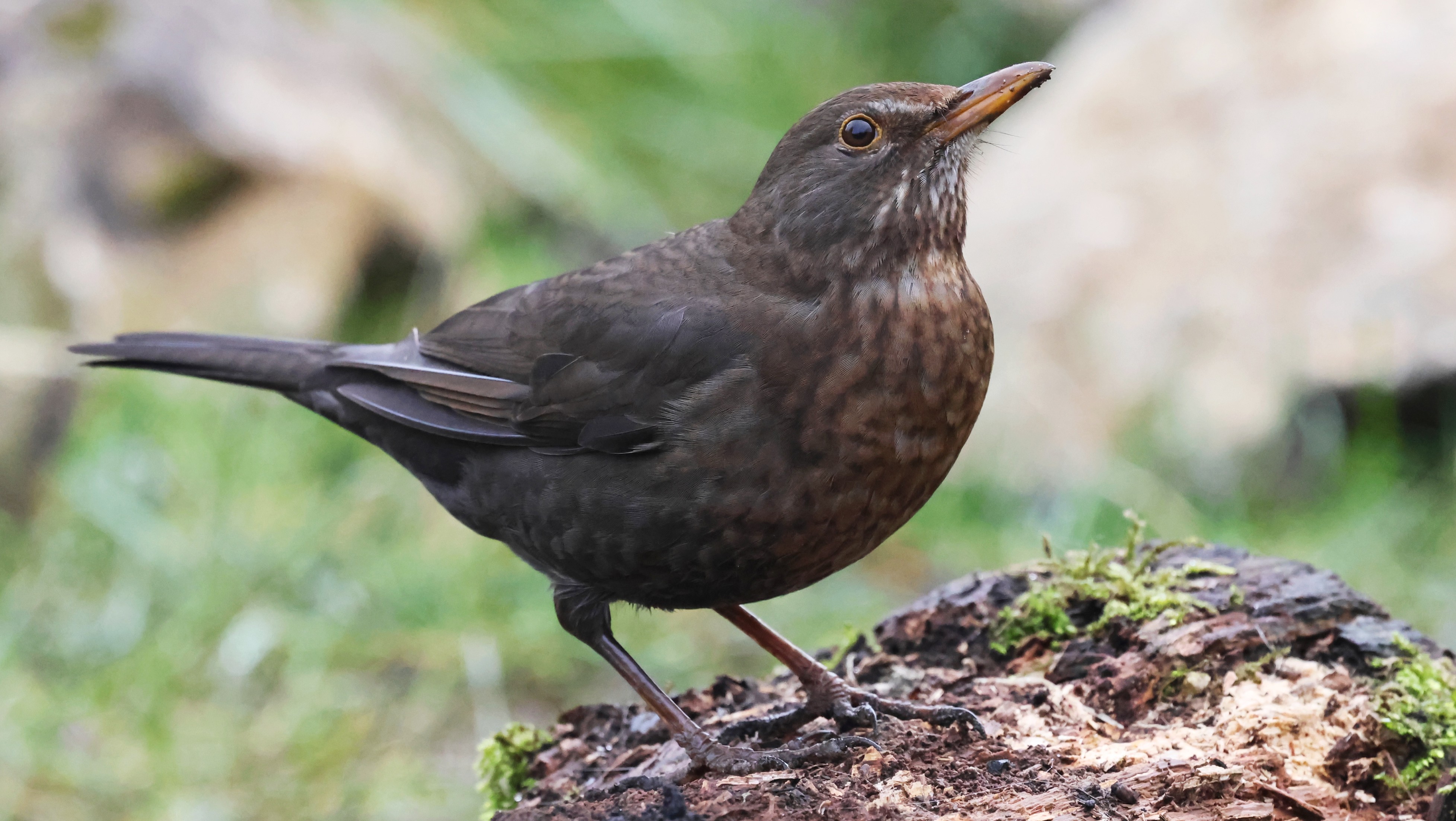 3ecad05e-72f6-48a4-9674-1877ad34684c.jpg 3ecad05e-72f6-48a4-9674-1877ad34684c.jpg