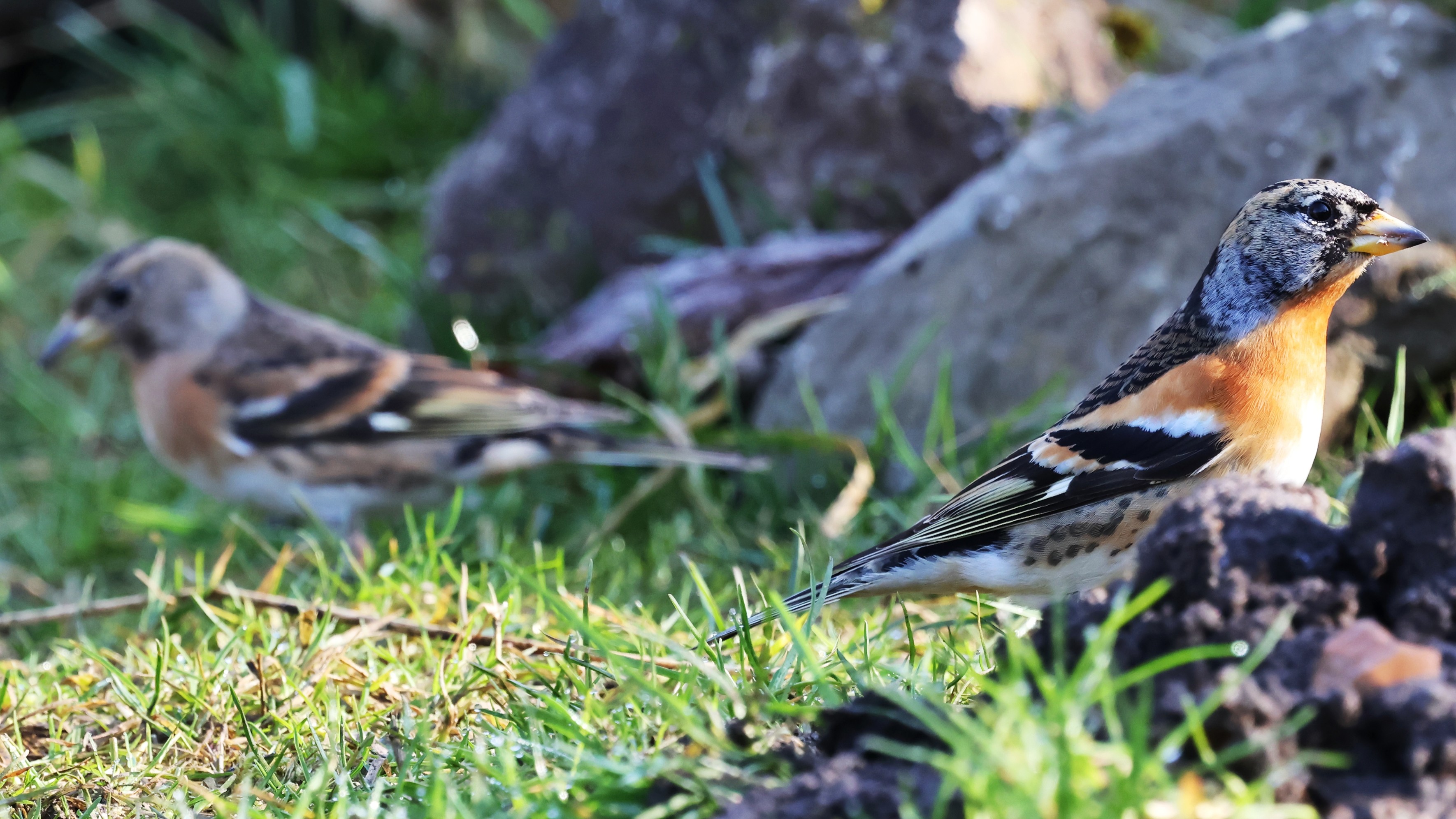 64296d8e-6500-4fc7-83c4-442bf30646ef.jpg 64296d8e-6500-4fc7-83c4-442bf30646ef.jpg