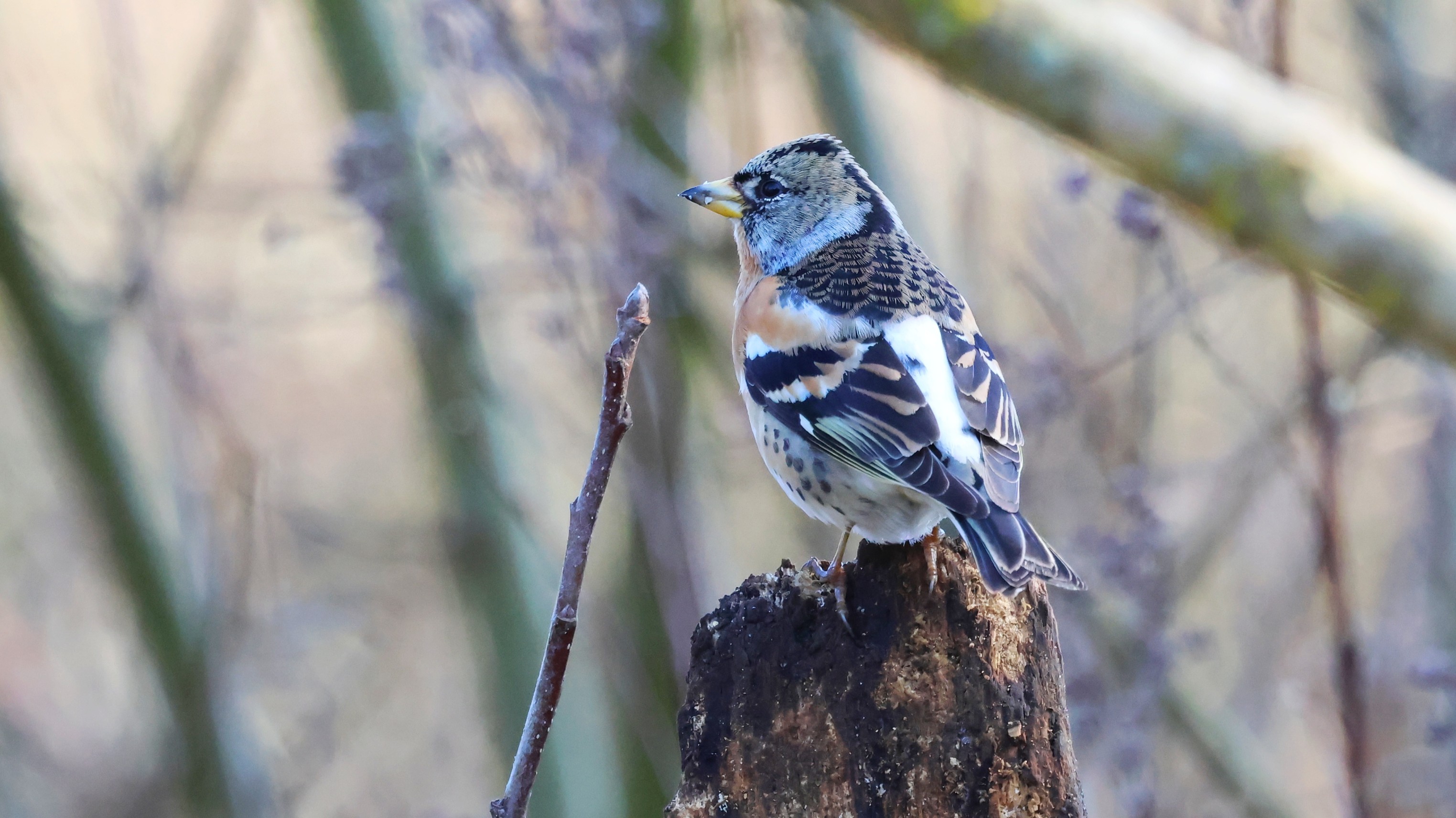 8d9459d8-2d1c-4b07-8db3-8814a5add2a2.jpg 8d9459d8-2d1c-4b07-8db3-8814a5add2a2.jpg