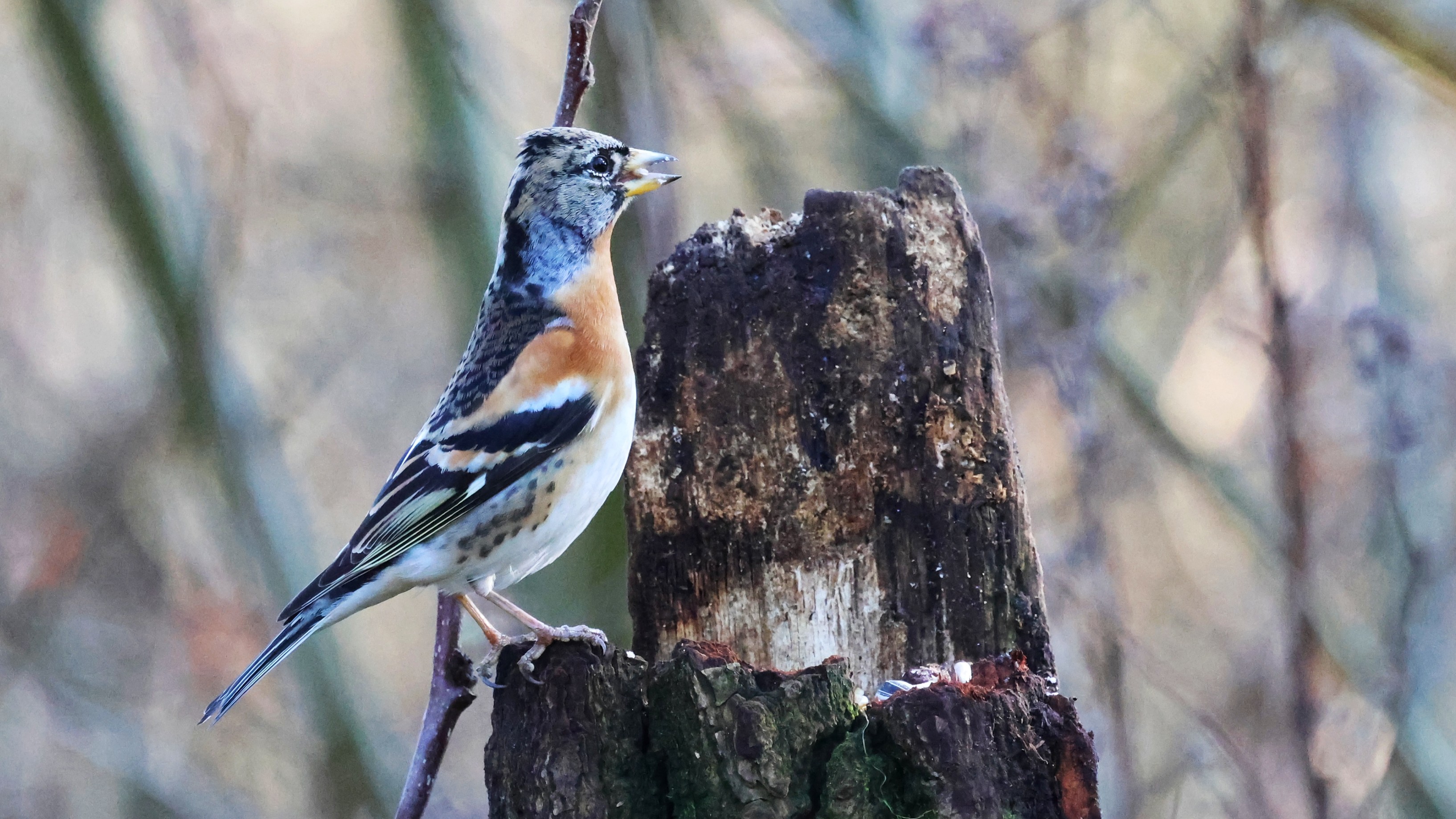 a39ad4cf-594c-4373-aae1-7a77539ab9a2.jpg a39ad4cf-594c-4373-aae1-7a77539ab9a2.jpg