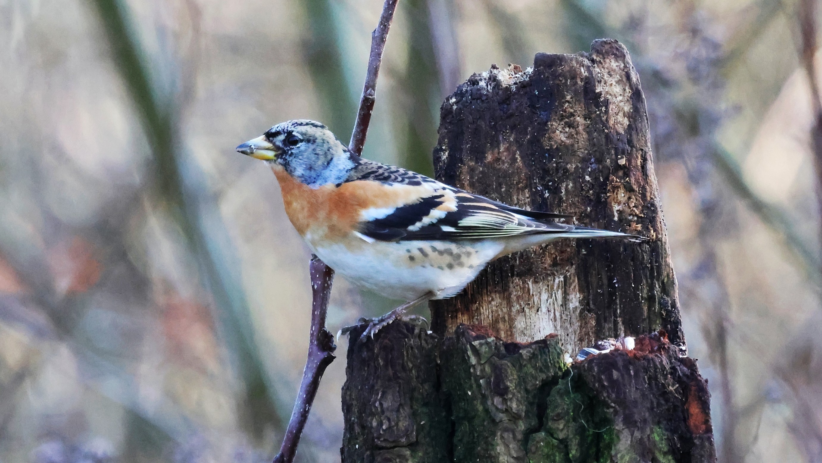 ab55ad1d-907e-4c58-8685-91f59550103a.jpg ab55ad1d-907e-4c58-8685-91f59550103a.jpg