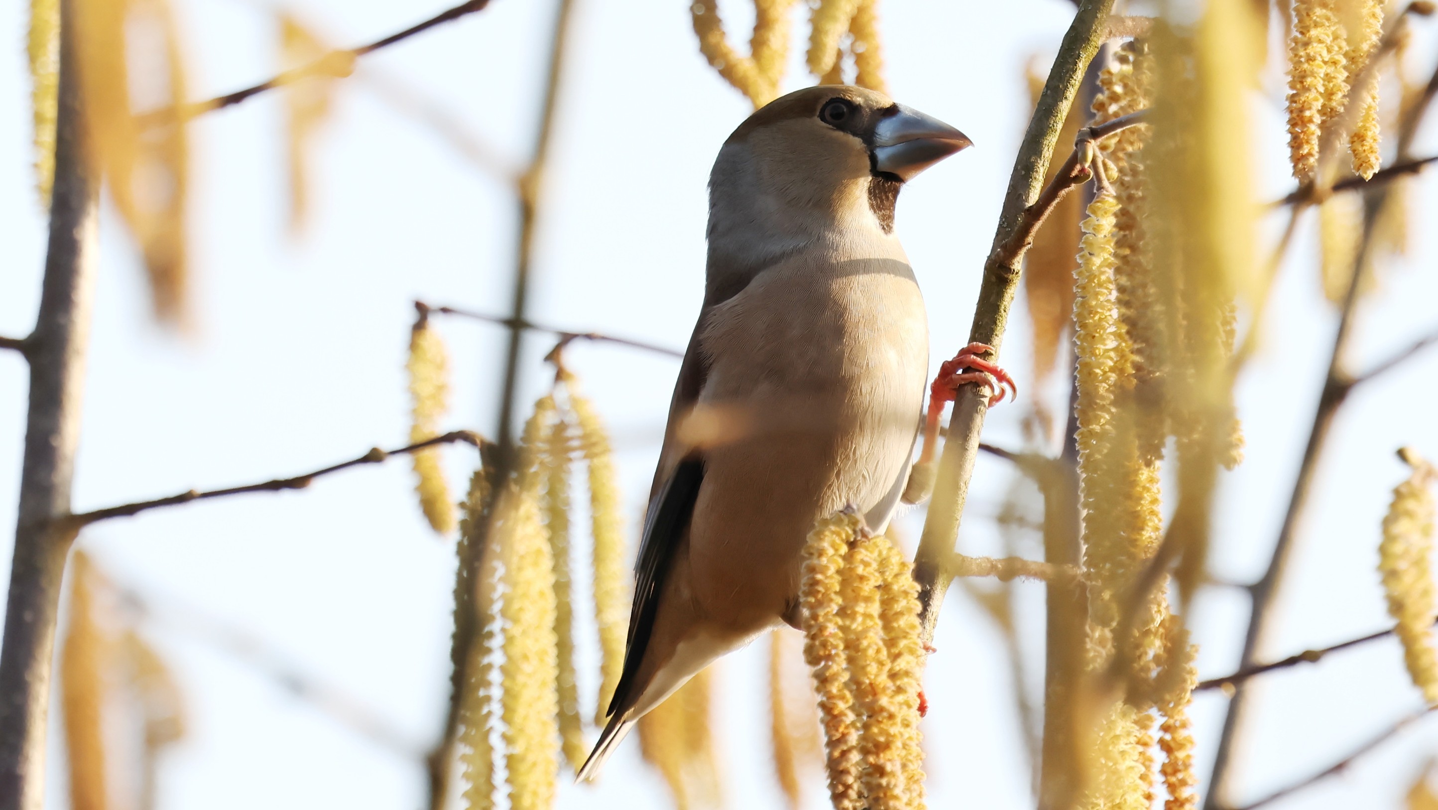 ka410991-7876-4f49-90e1-8f7b8d80e905.jpg ka410991-7876-4f49-90e1-8f7b8d80e905.jpg