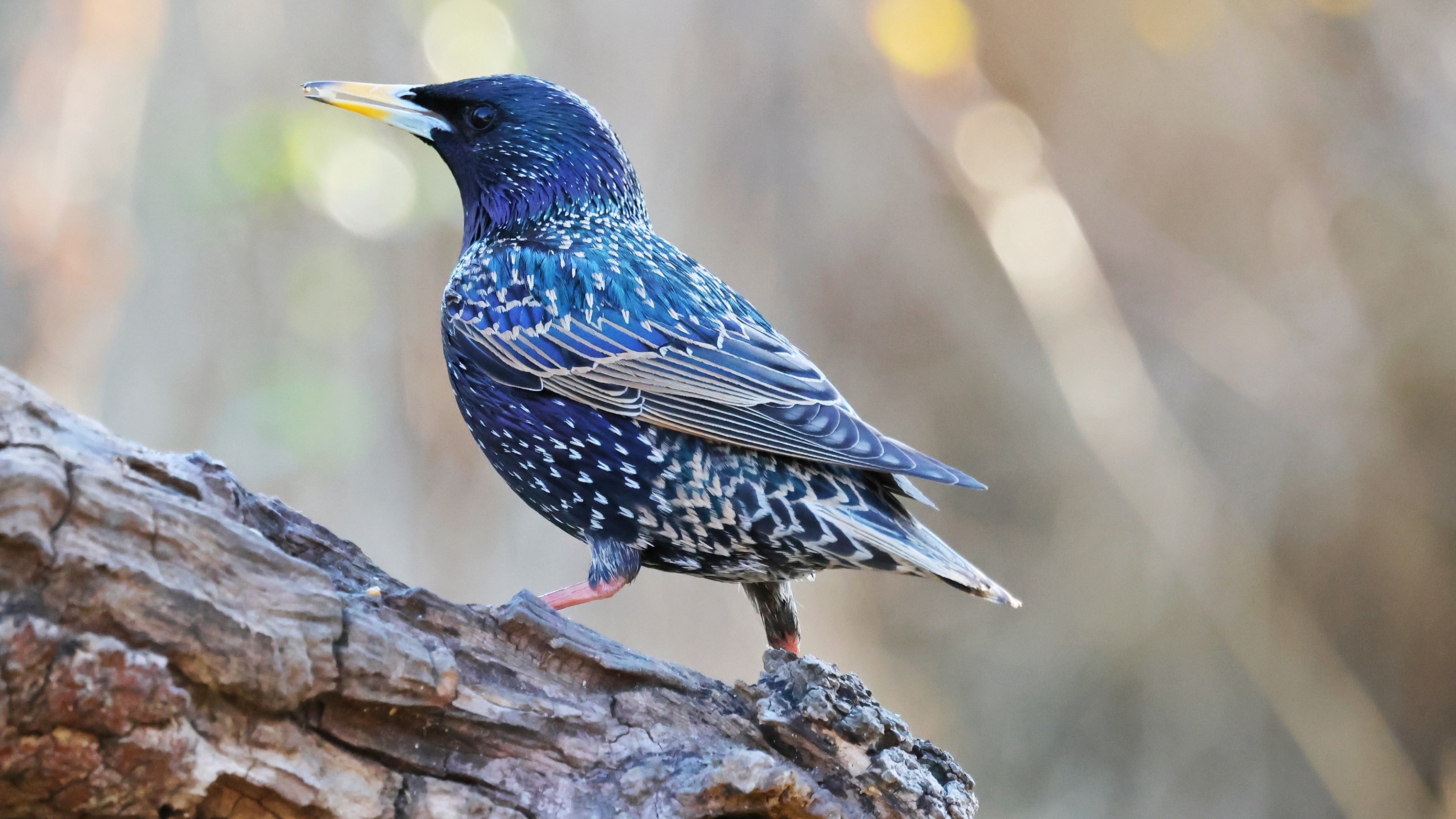 1aa3aaaebd-d016-4240-bade-3377d9a87e91.jpg 1aa3aaaebd-d016-4240-bade-3377d9a87e91.jpg