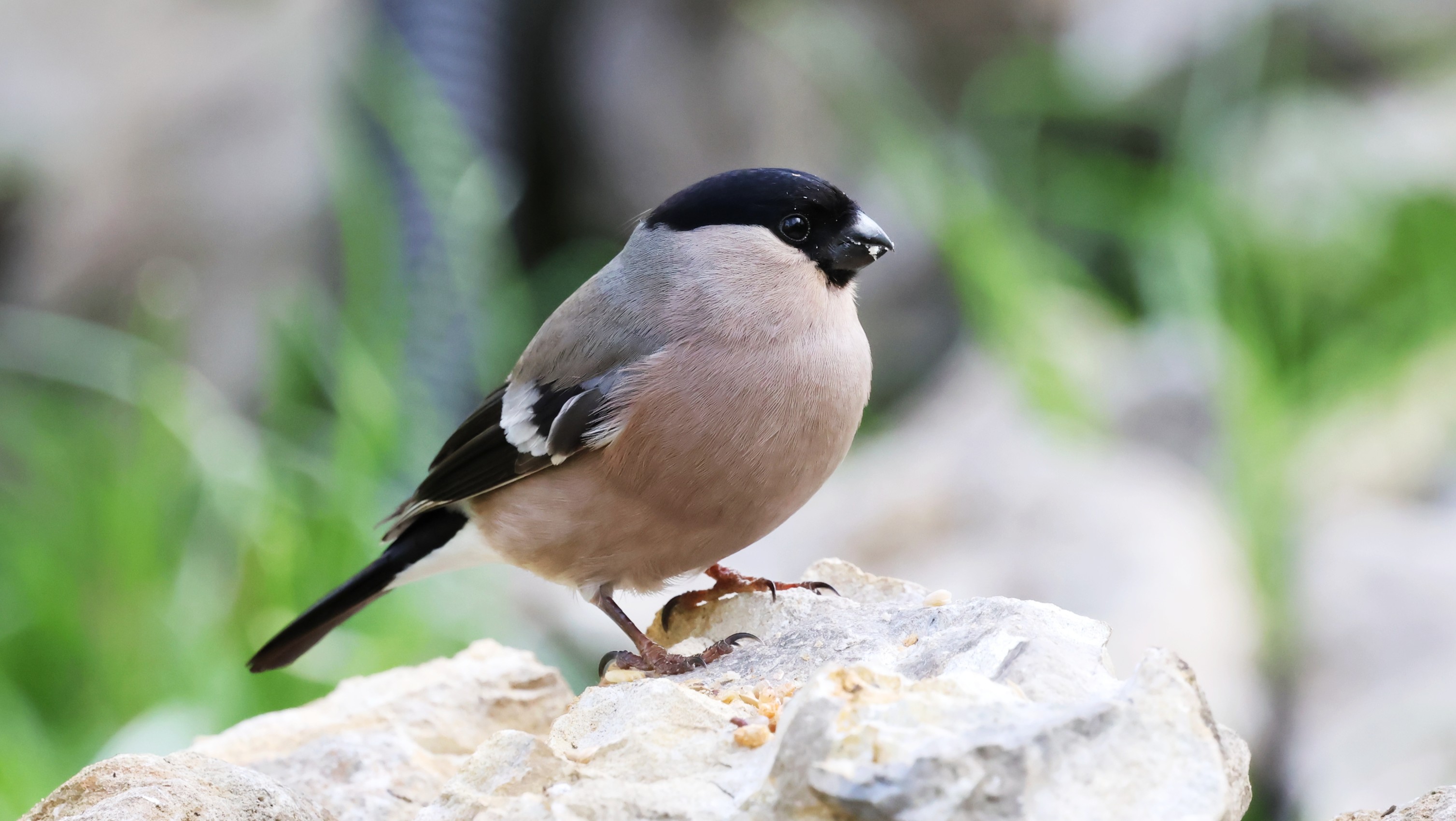 76ba7a25-c41d-45bc-869f-2a3c0ec183c3.jpg 76ba7a25-c41d-45bc-869f-2a3c0ec183c3.jpg