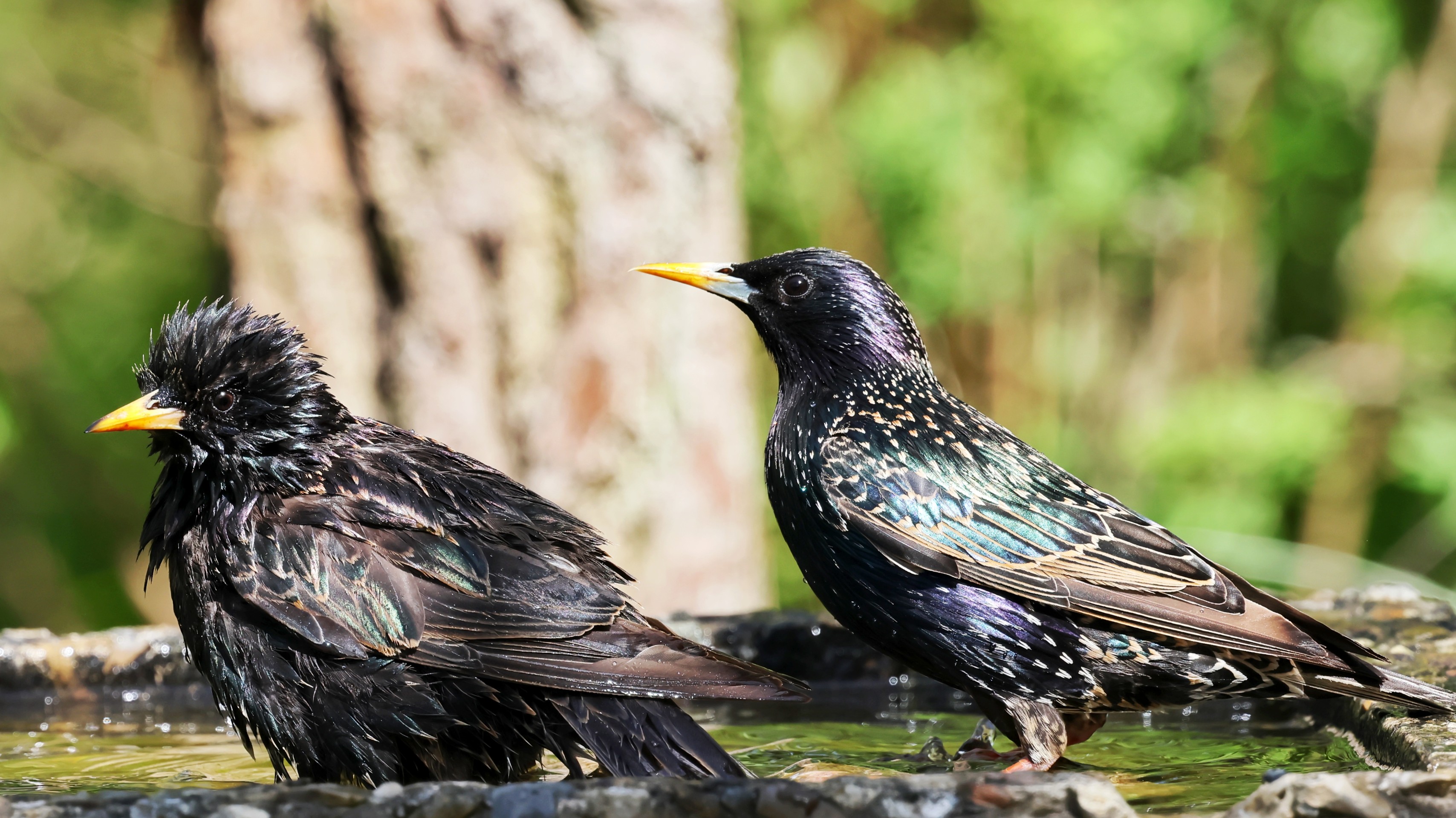 8ac4767c-ea95-4053-8aae-08cc291bea86.jpg 8ac4767c-ea95-4053-8aae-08cc291bea86.jpg