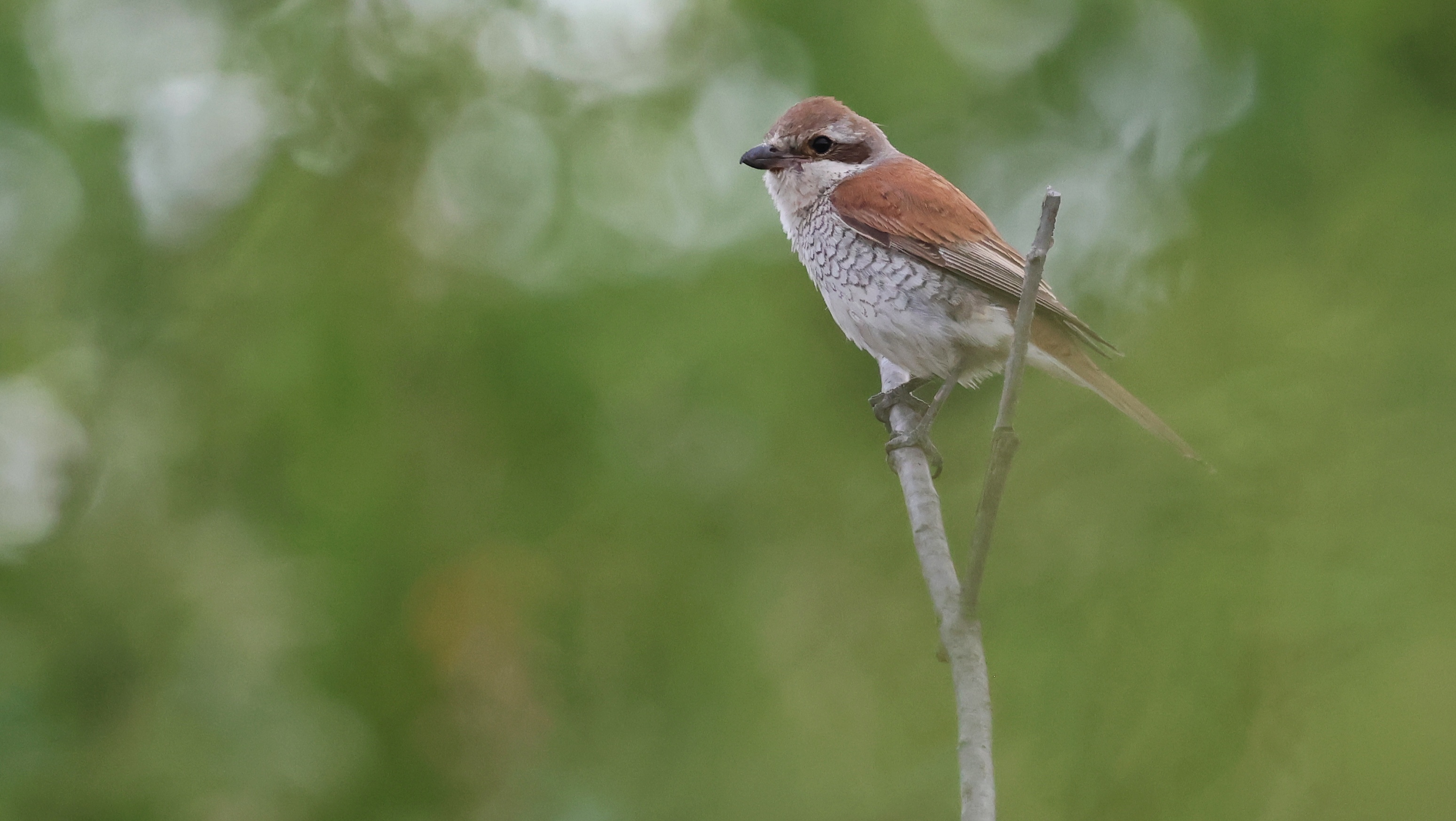 0acebcd8-34e3-4bc9-825b-6407a5f2e222__Neuntoeter.jpg 0acebcd8-34e3-4bc9-825b-6407a5f2e222__Neuntoeter.jpg