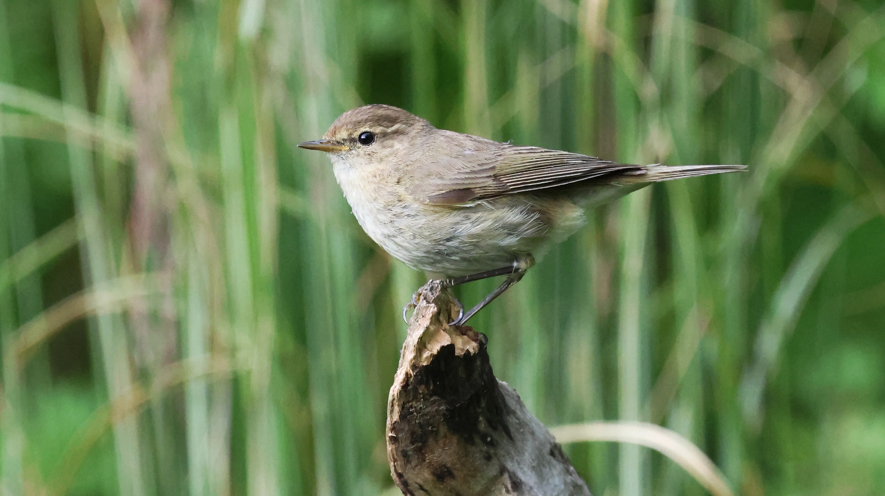 175fb09f-dc9f-42ca-b9fd-8fe991f56530.jpg 175fb09f-dc9f-42ca-b9fd-8fe991f56530.jpg