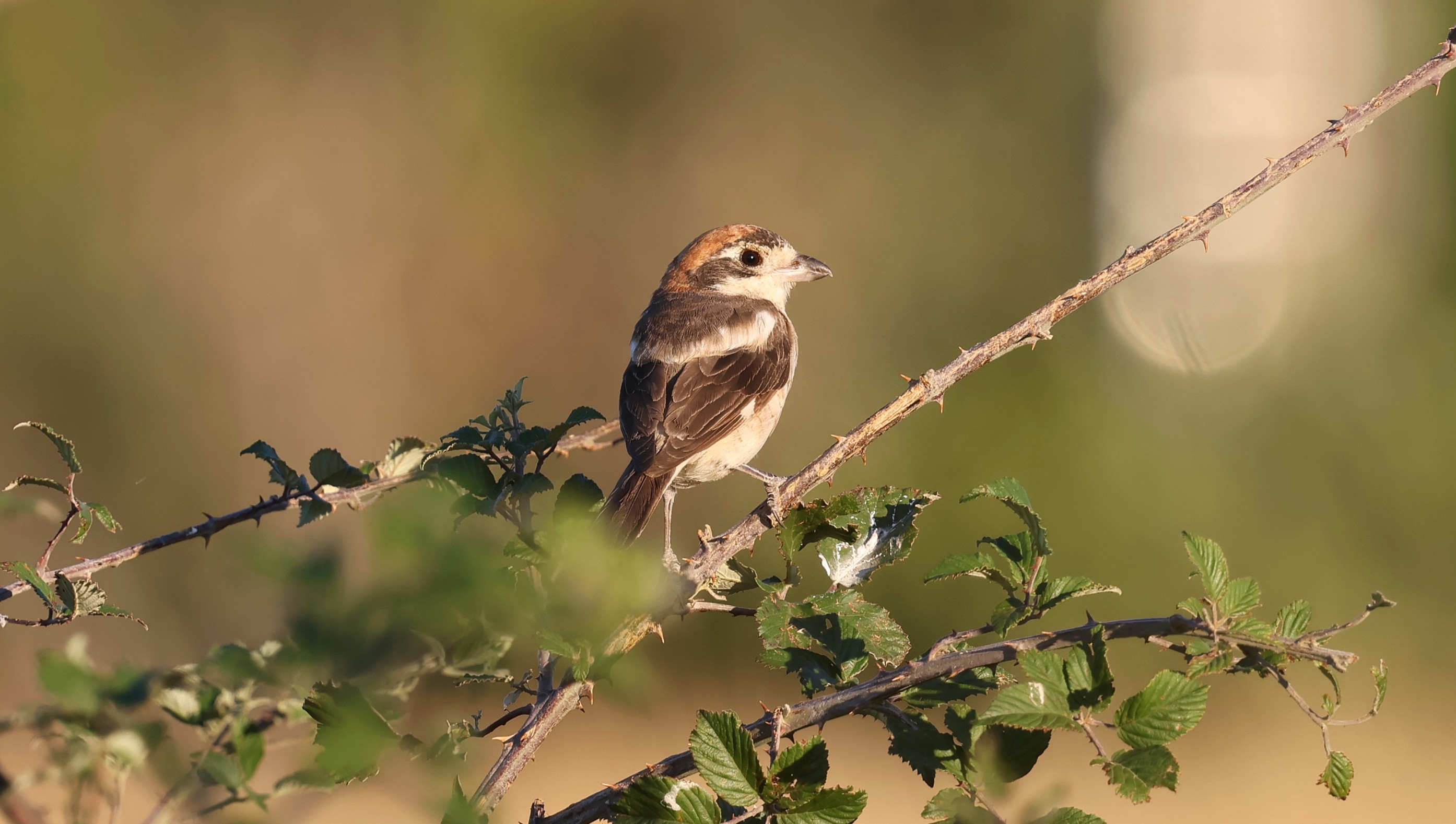 ed0550a-2512-43d5-aa7b-f87cd114b58b.jpg ed0550a-2512-43d5-aa7b-f87cd114b58b.jpg