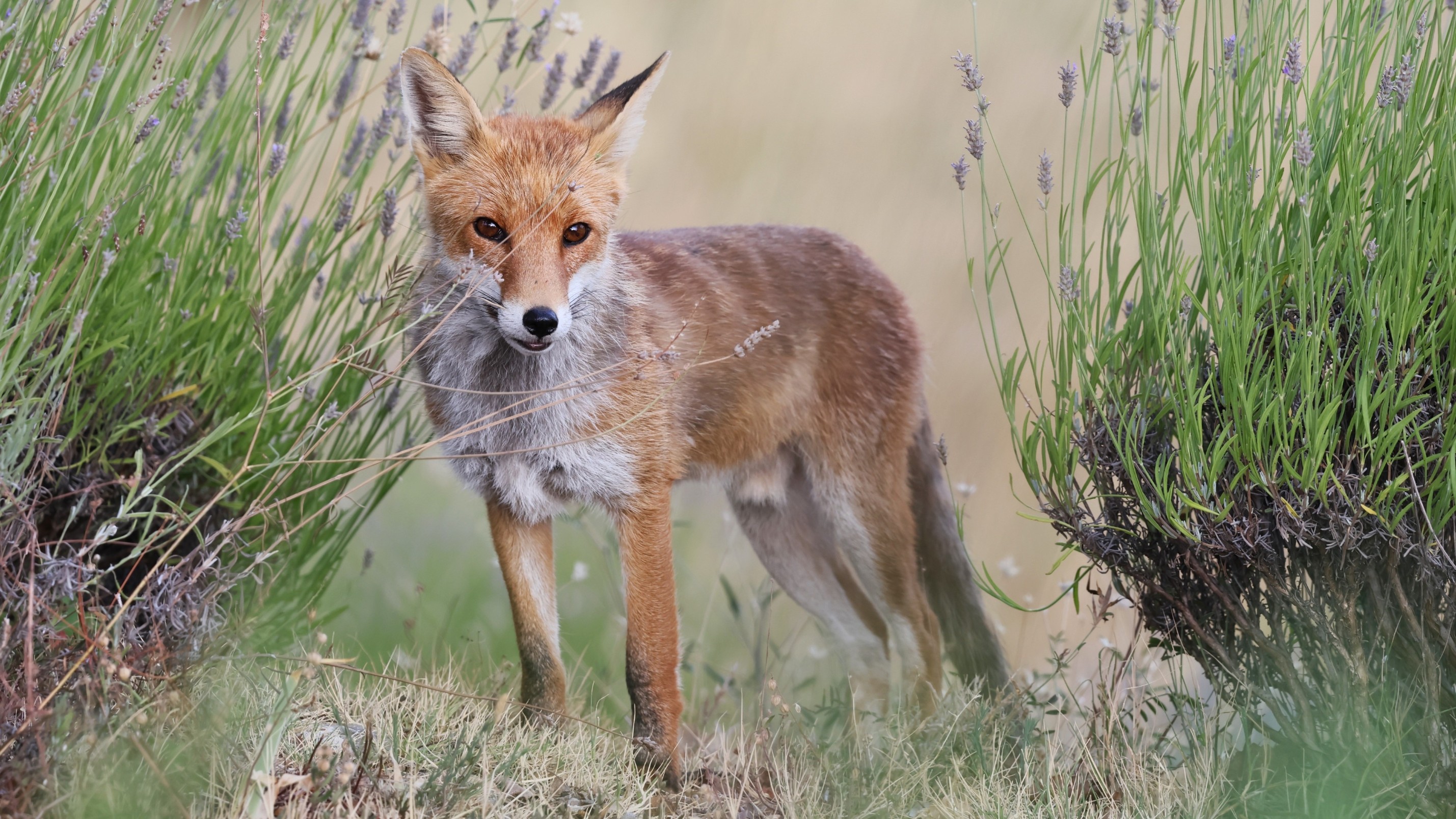 zz7c1b4b5-61be-4fd5-95cd-efe3b7dc9e33.jpg zz7c1b4b5-61be-4fd5-95cd-efe3b7dc9e33.jpg