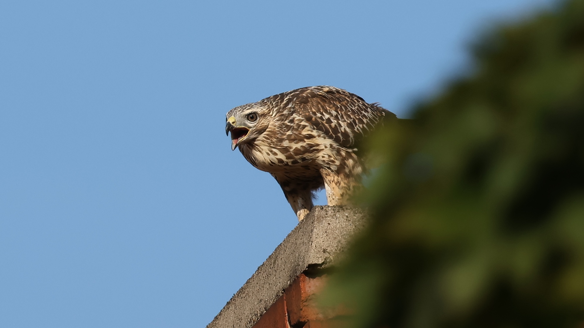 1aca72c-d3b6-4c15-b3f0-02f8da66a80f__Maeusebussard.jpg 1aca72c-d3b6-4c15-b3f0-02f8da66a80f__Maeusebussard.jpg