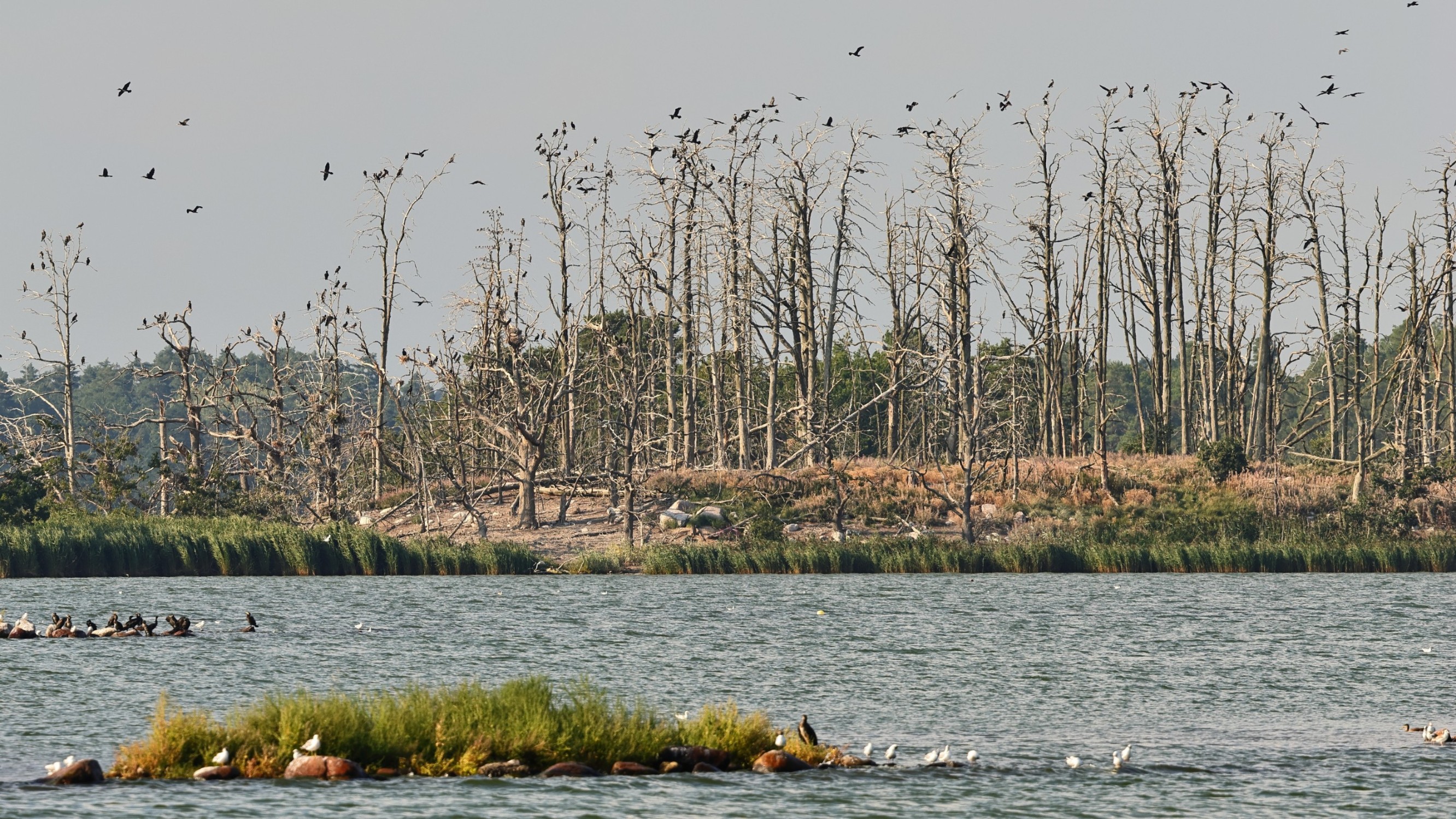 00_56350161-918b-4c16-b7e3-a9e372e59a40__Kormoran.jpg 00_56350161-918b-4c16-b7e3-a9e372e59a40__Kormoran.jpg